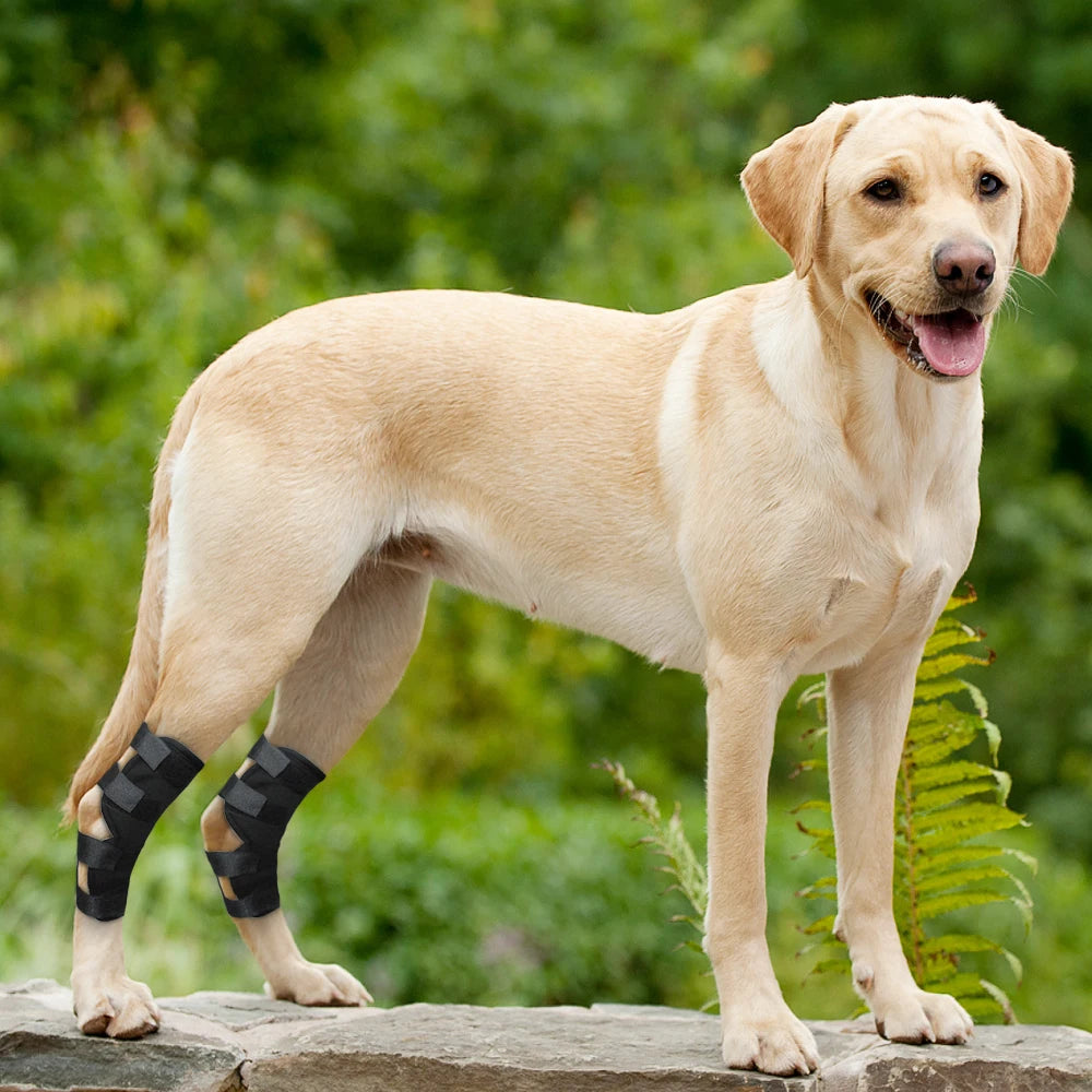 PawPlanet™ MoveOn – Gelenkbandage für Hunde