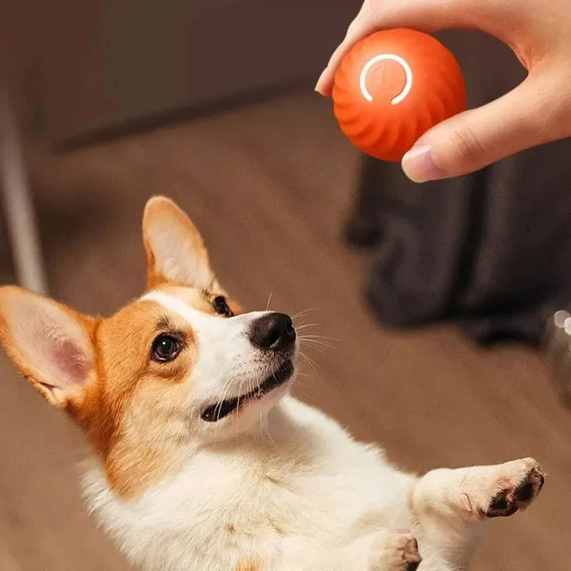 PawPlanet™ Rolli – Interaktiver Bewegungsball